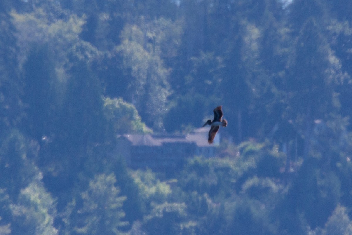 Brown Pelican - ML249632861