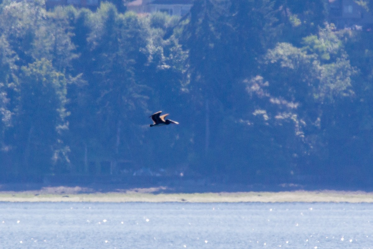 Brown Pelican - ML249632871