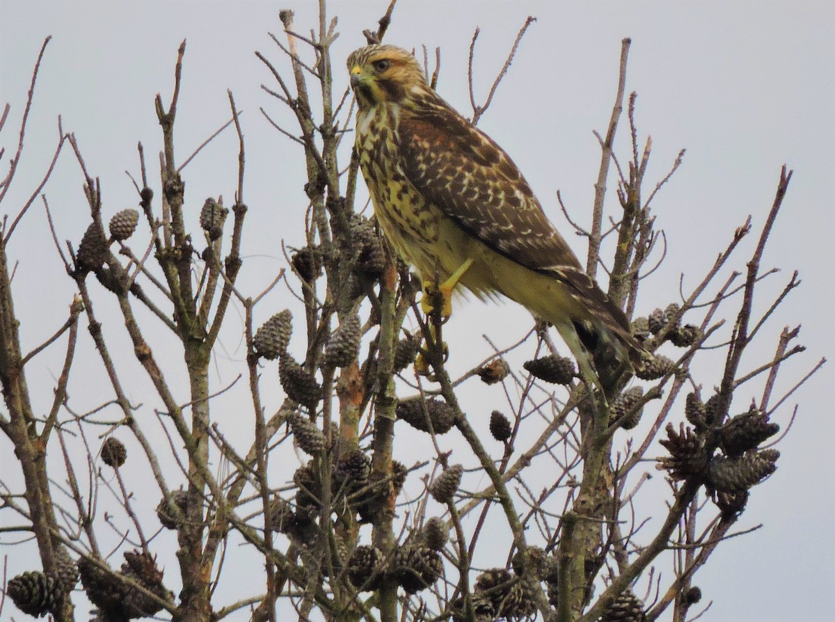 Red-shouldered Hawk - ML249633741