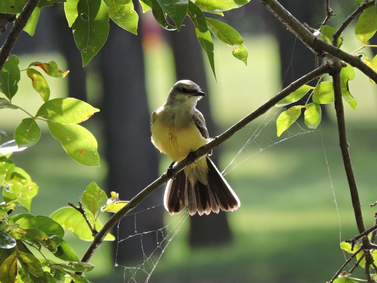 Western Kingbird - ML249633921