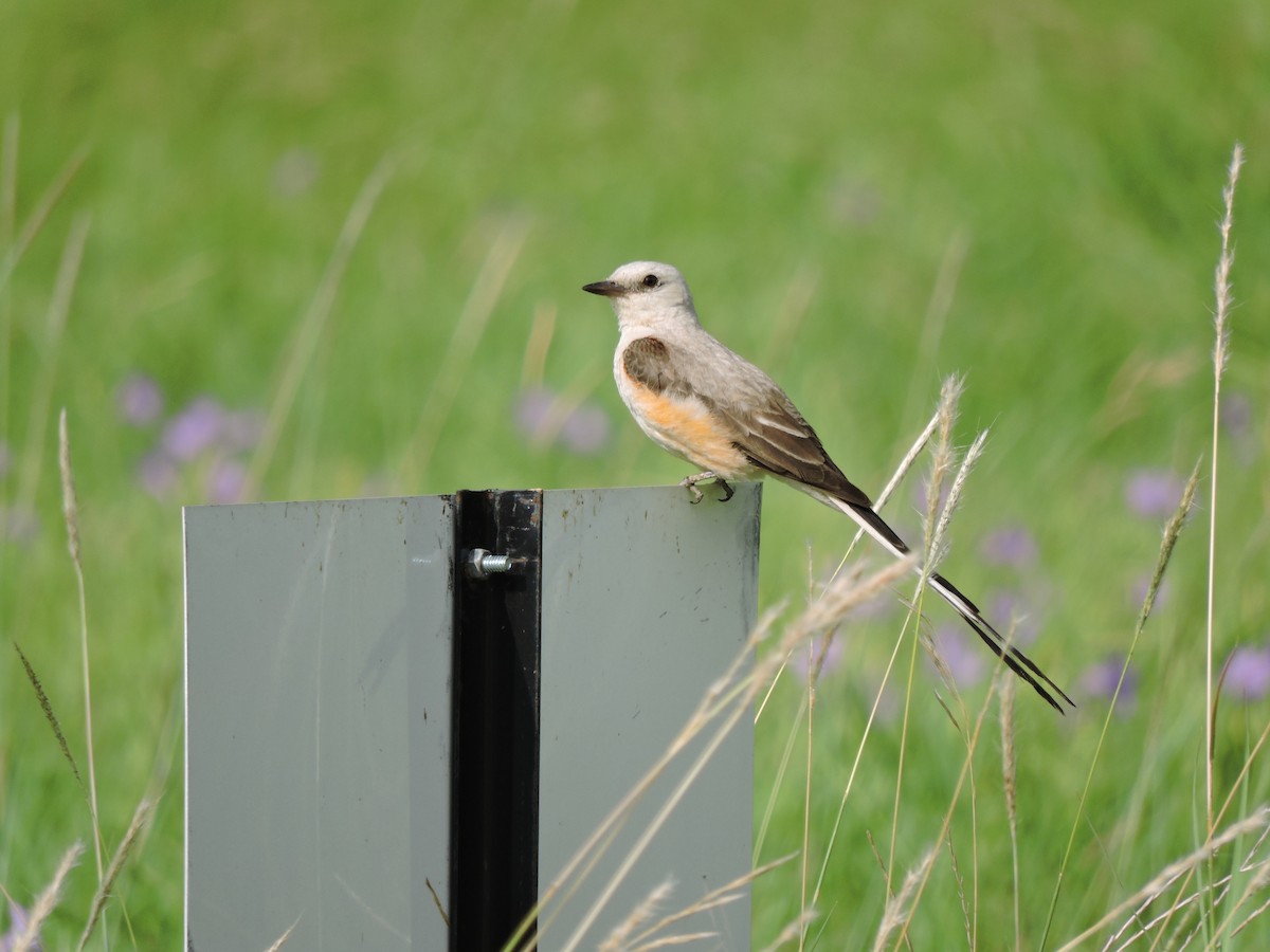 Scissor-tailed Flycatcher - ML249634851