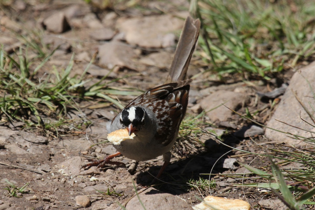 White-crowned Sparrow - Kenny Frisch