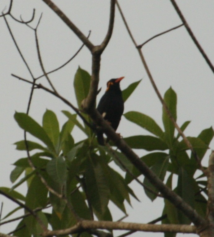 Southern Hill Myna - ML249636031