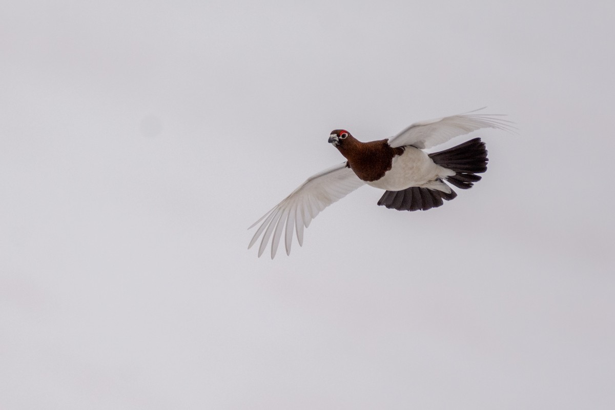 Willow Ptarmigan - ML249636821