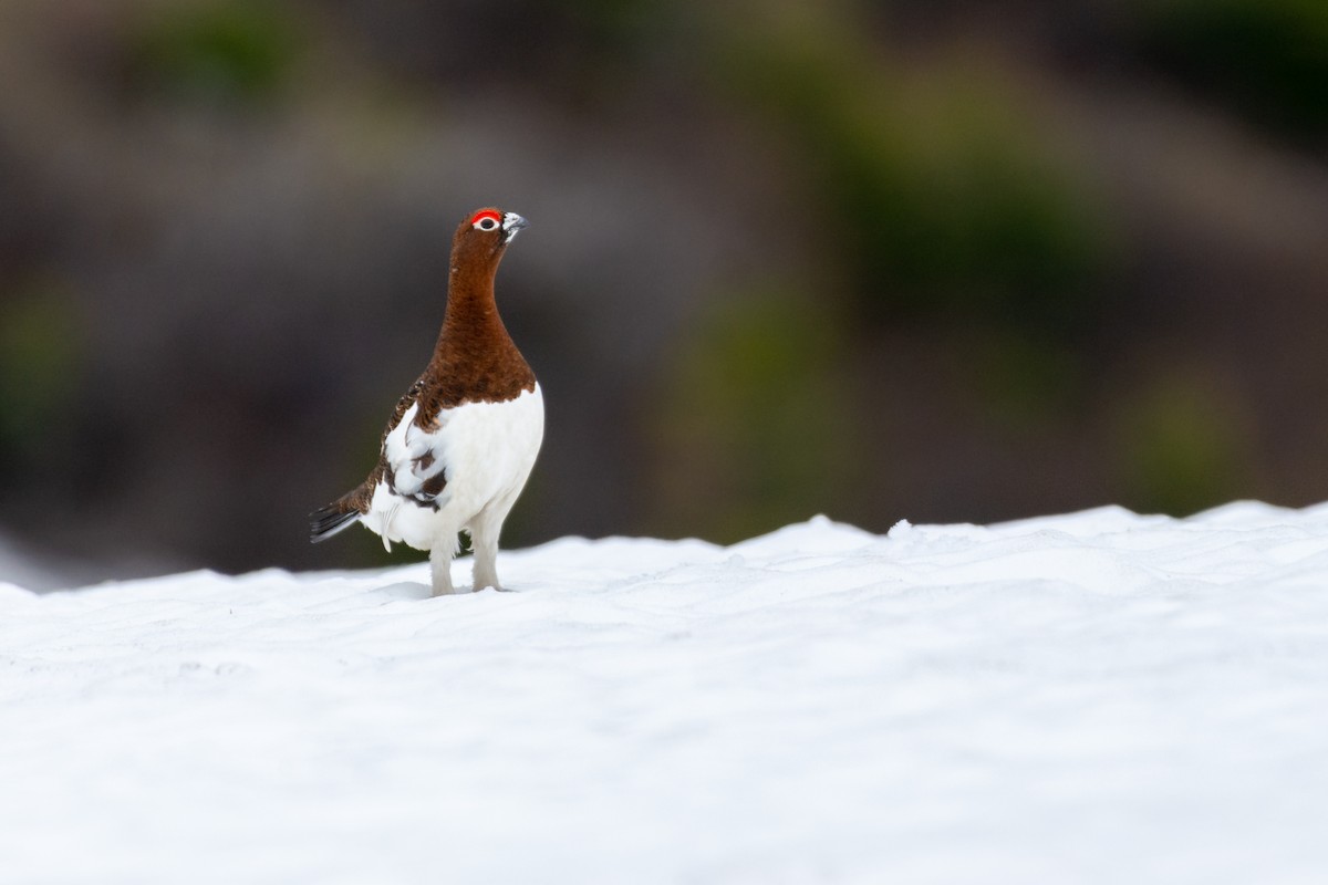 Willow Ptarmigan - ML249636831