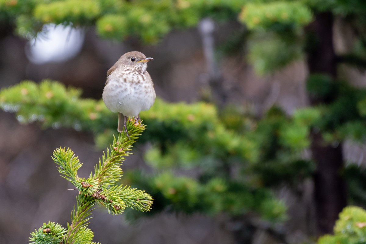 Gray-cheeked Thrush - Joshua Brown