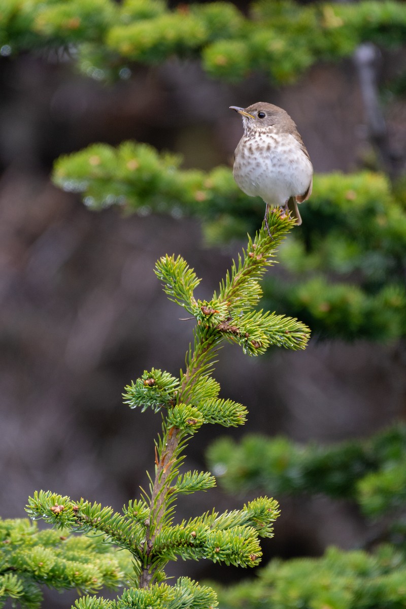 Gray-cheeked Thrush - ML249636981