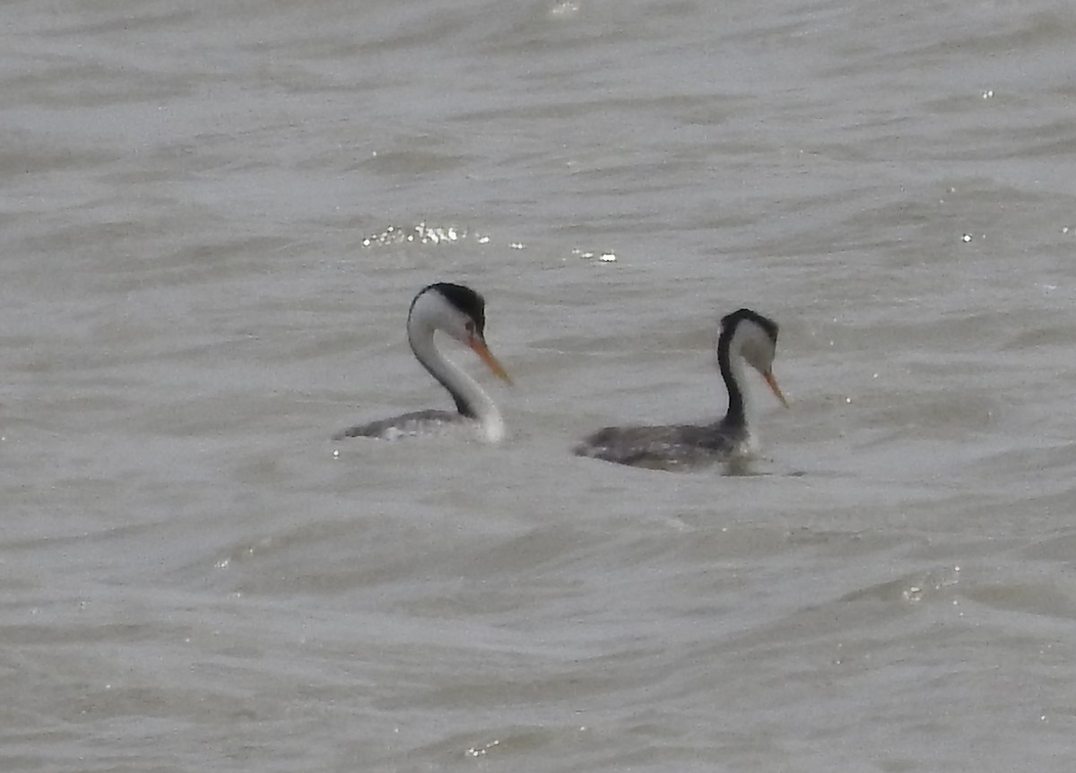 Clark's Grebe - Crystal  Wilson