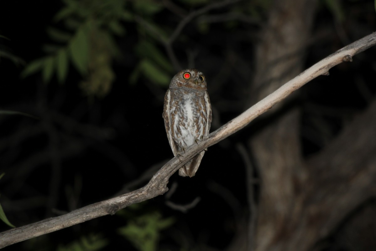 Elf Owl - Dave Cleary