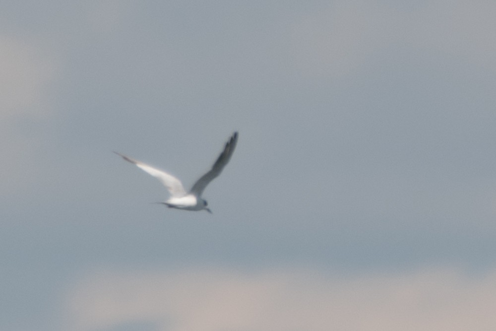 Forster's Tern - josh Ketry