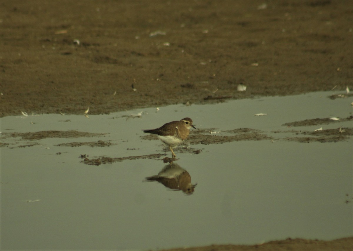 Rufous-chested Dotterel - ML249650421