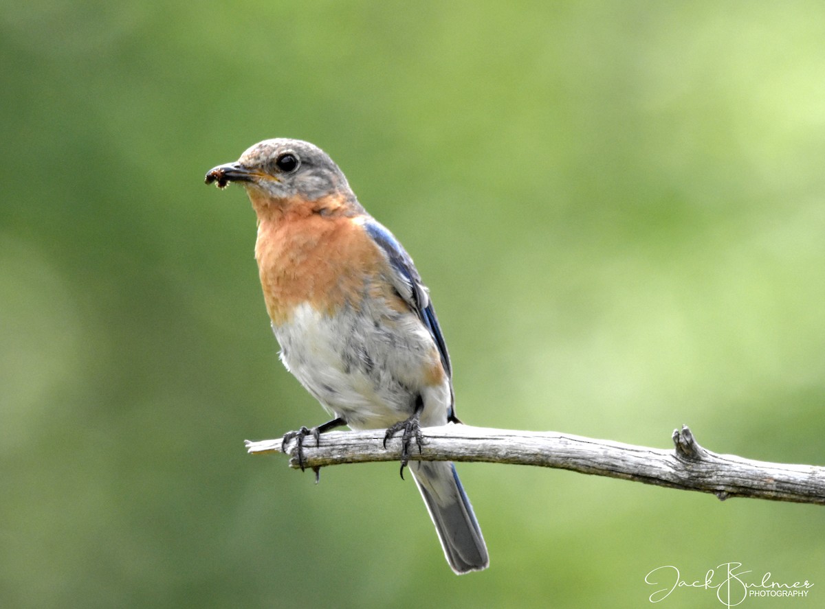 Eastern Bluebird - ML249654551