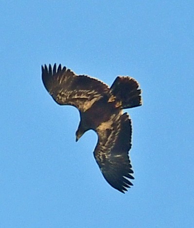Bald Eagle - ML249654771