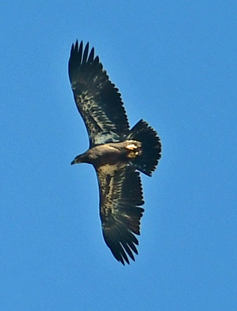 Bald Eagle - ML249654791
