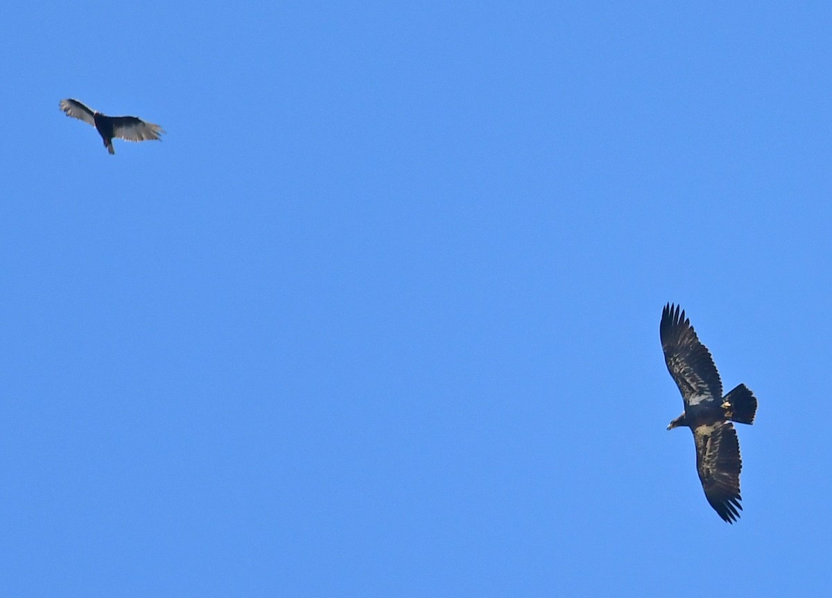 Bald Eagle - ML249654801