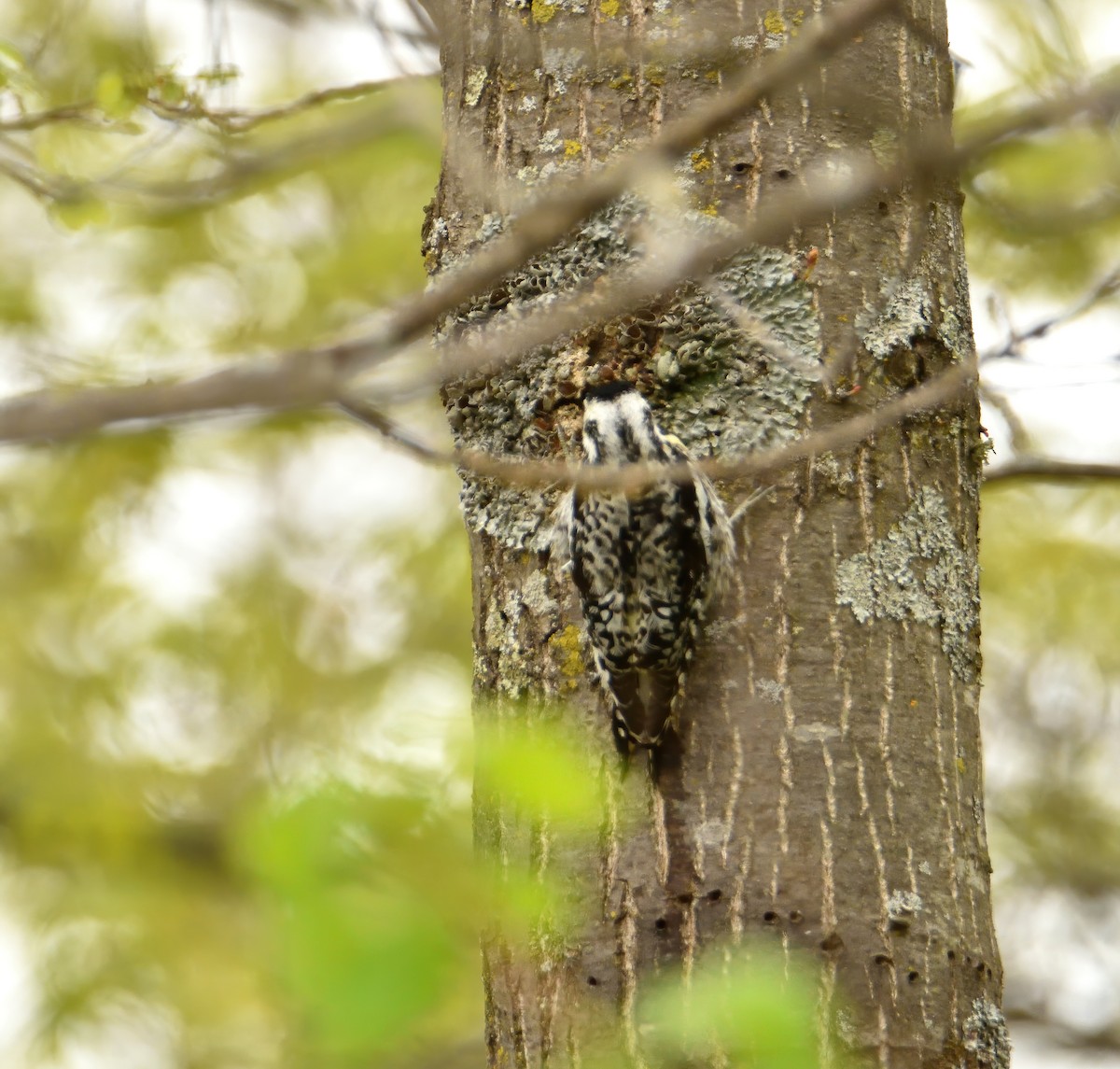 Yellow-bellied Sapsucker - ML249655531