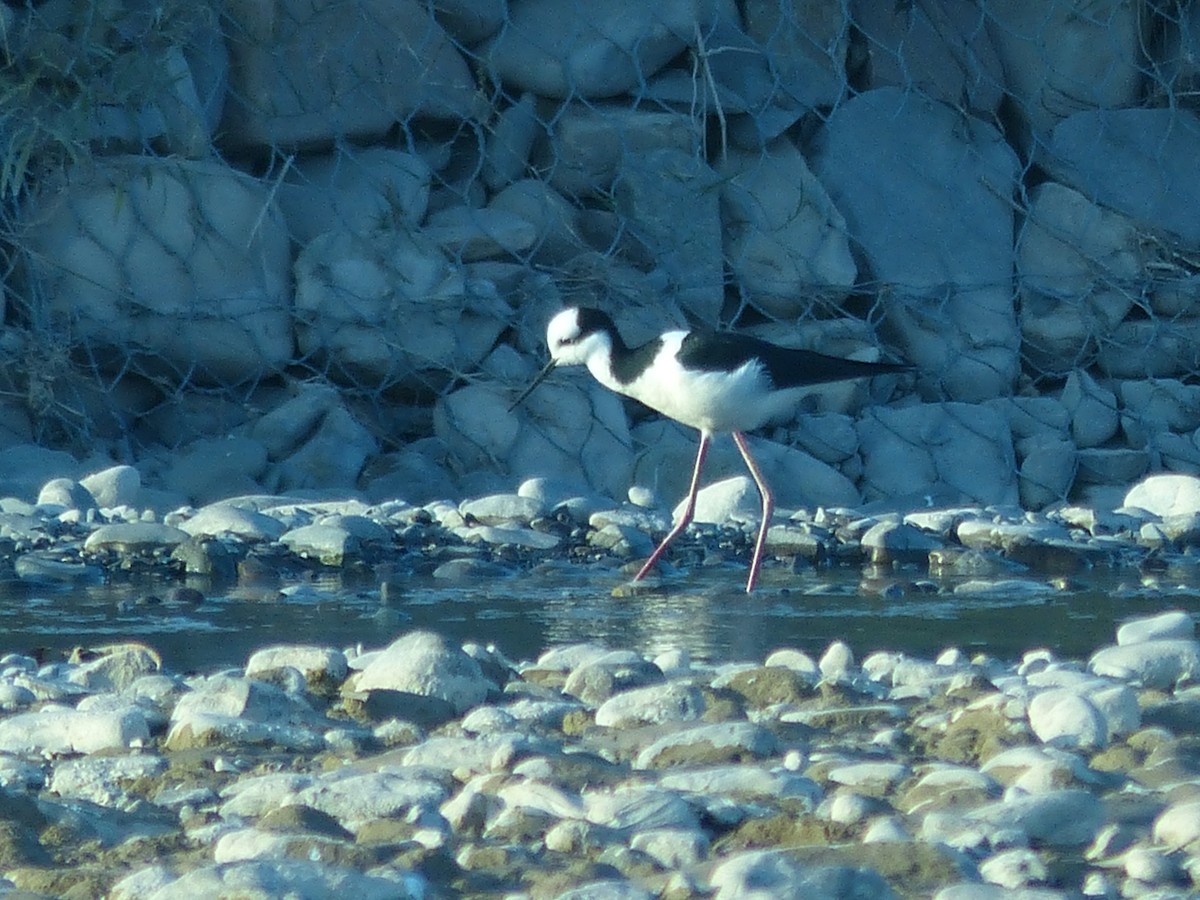 Black-necked Stilt - ML249655821