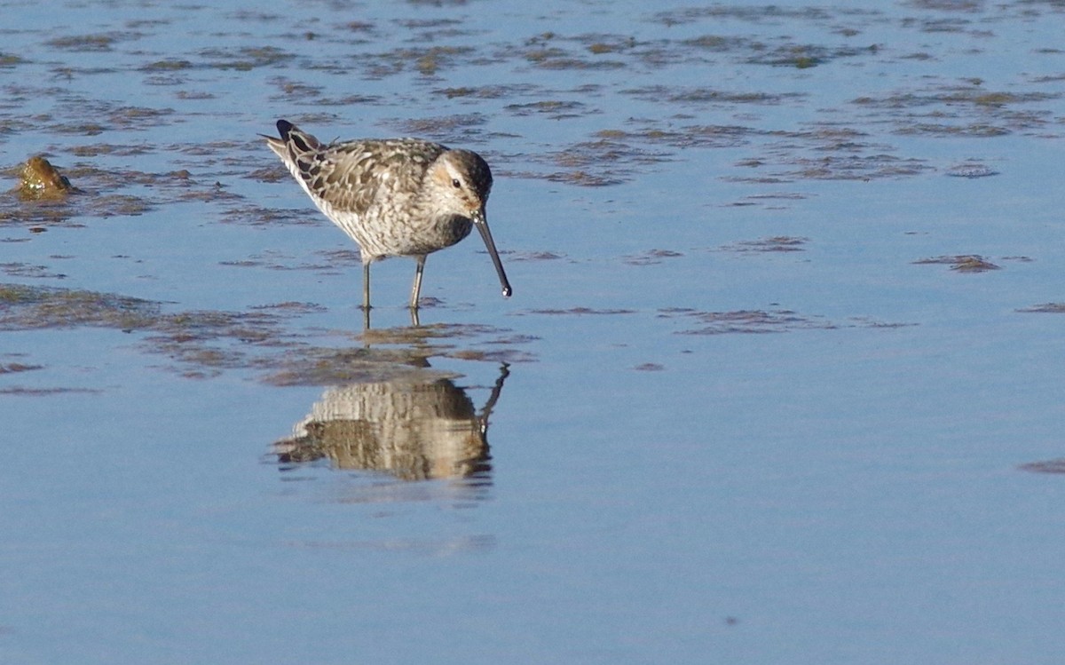 Stilt Sandpiper - ML249656131