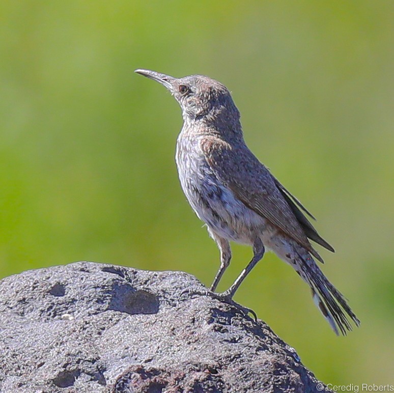 Rock Wren - Ceredig  Roberts