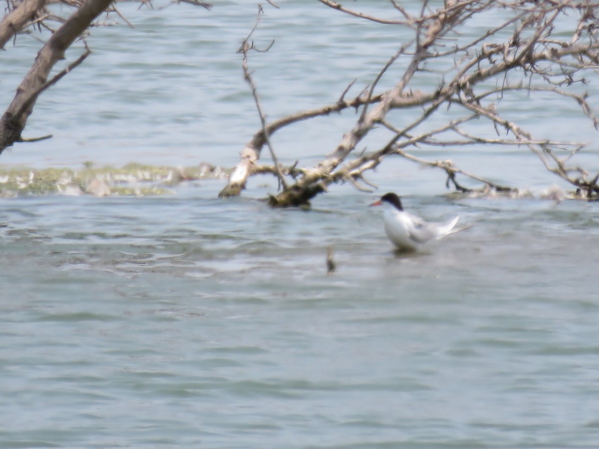 Forster's Tern - George Chrisman