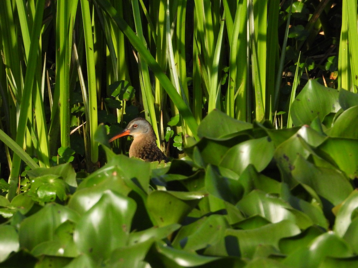 Virginia Rail - Daniela  Souza