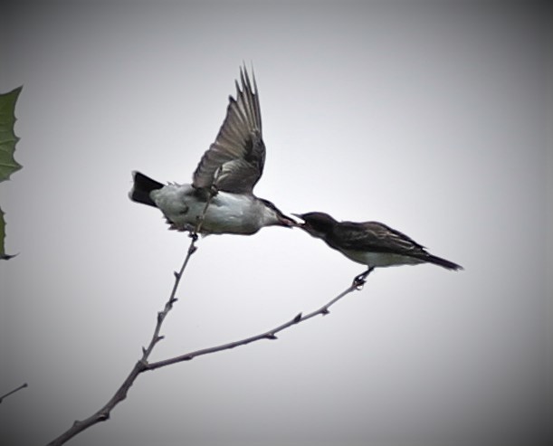 Eastern Kingbird - Matthew Valencic