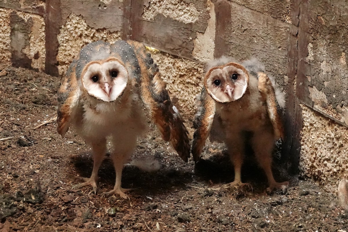 American Barn Owl - Vic Laubach