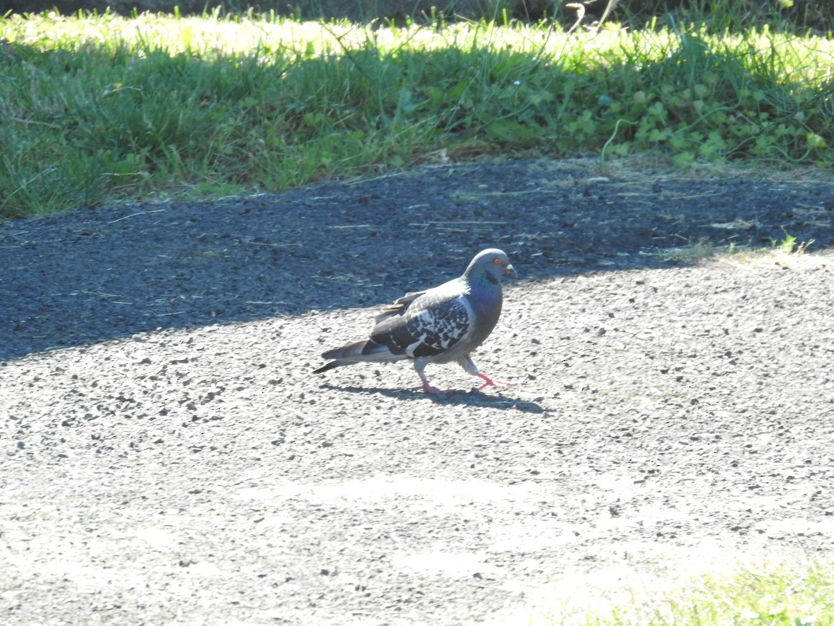 Rock Pigeon (Feral Pigeon) - ML249660601