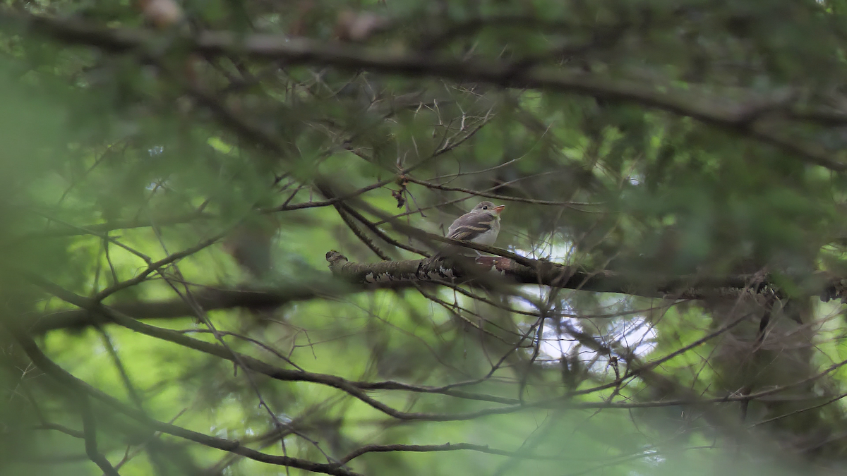 Acadian Flycatcher - ML249661381