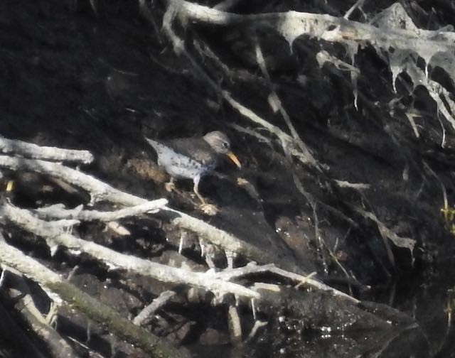 Spotted Sandpiper - ML249662731