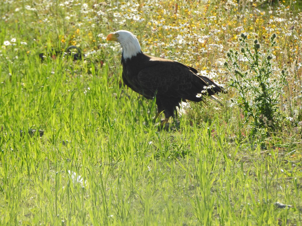 Bald Eagle - ML249663151