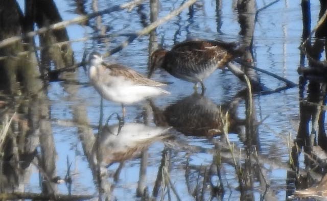 Wilson's Snipe - ML249663571