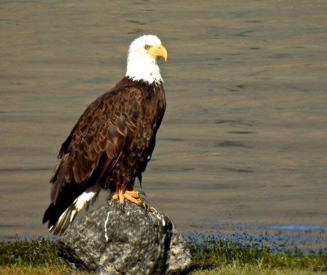 Bald Eagle - ML249663731