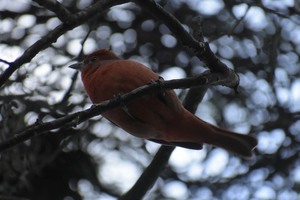 Hepatic Tanager - Bruno Bareiro