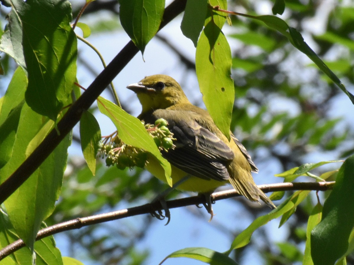 Orchard Oriole - ML249664941