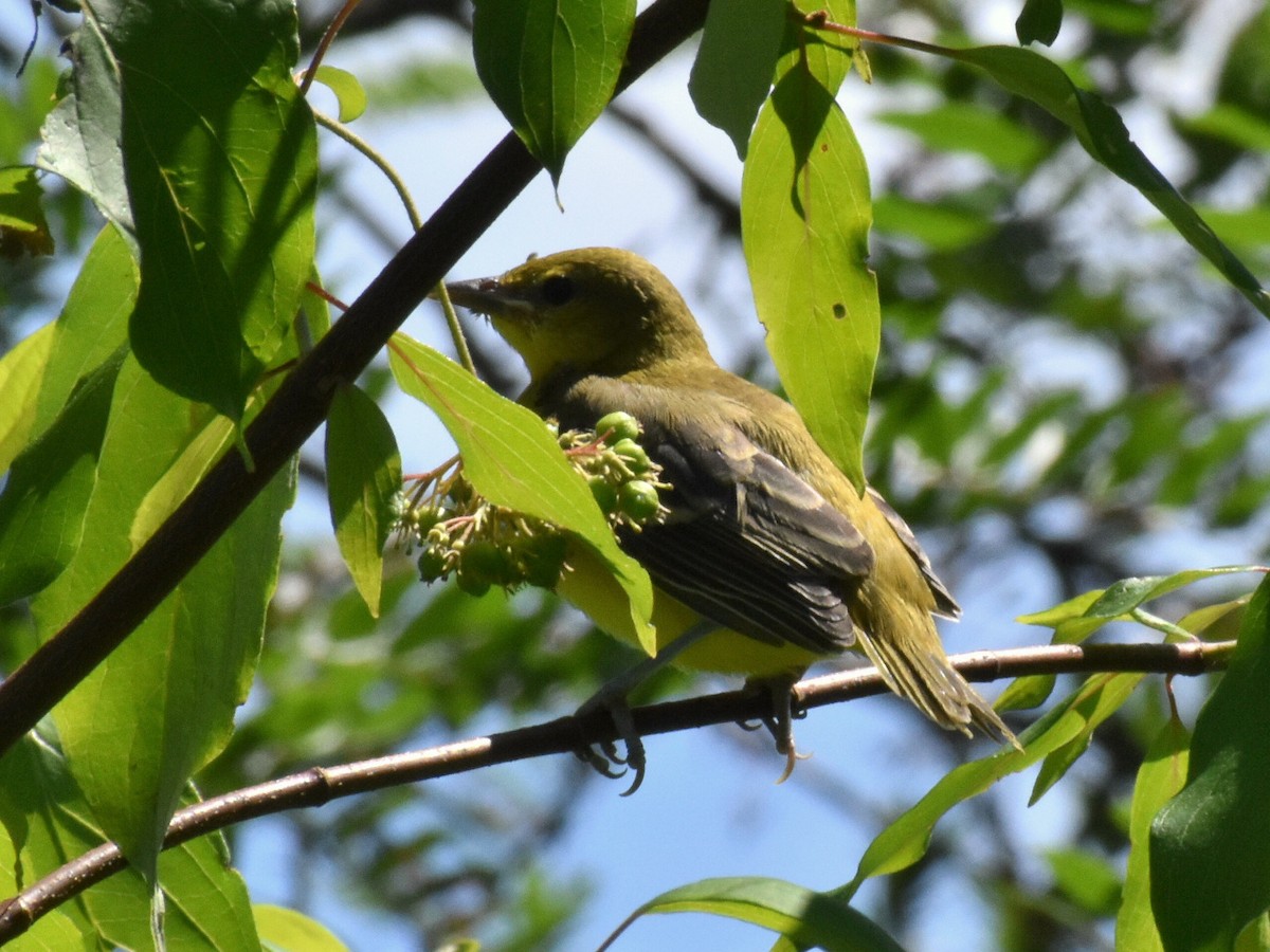 Orchard Oriole - ML249664961