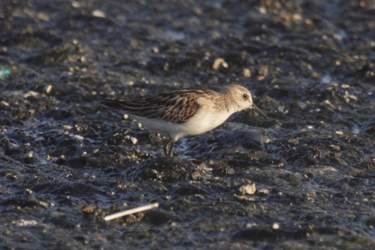 Zwergstrandläufer - ML249665291