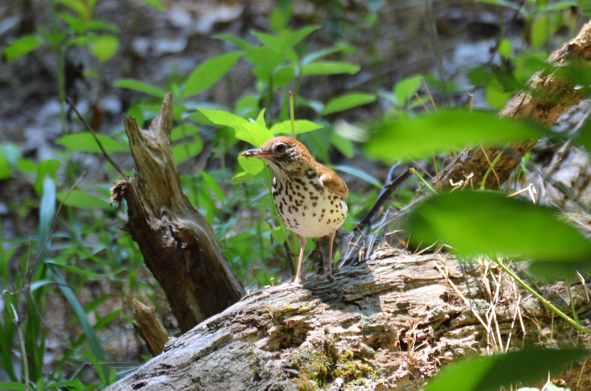 Wood Thrush - ML249666411