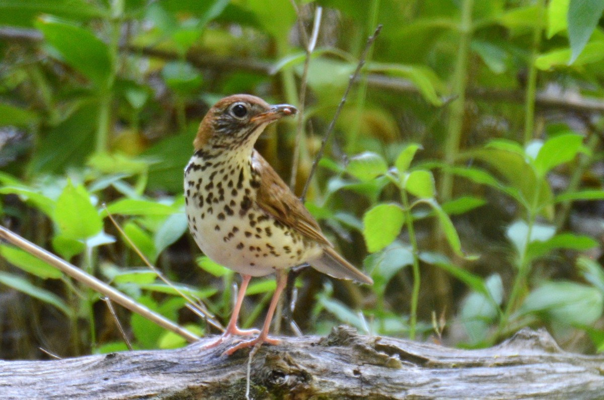 Wood Thrush - ML249666421