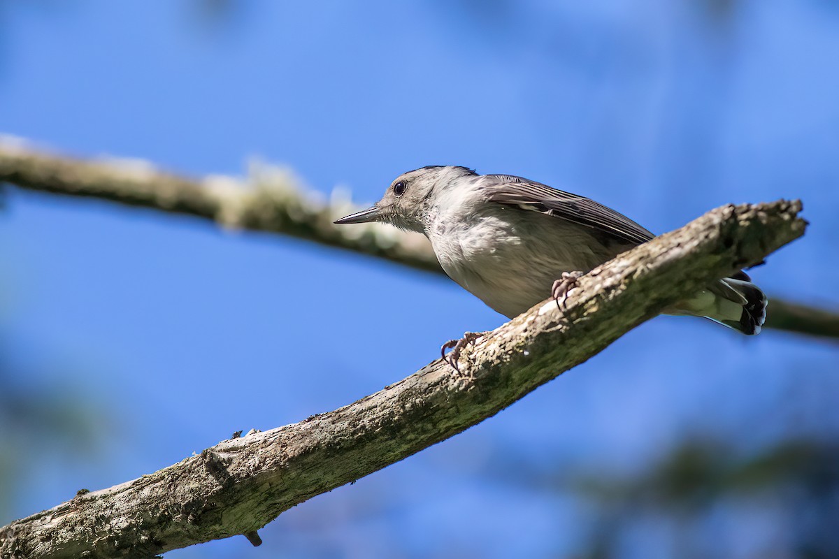 White-breasted Nuthatch - ML249666951