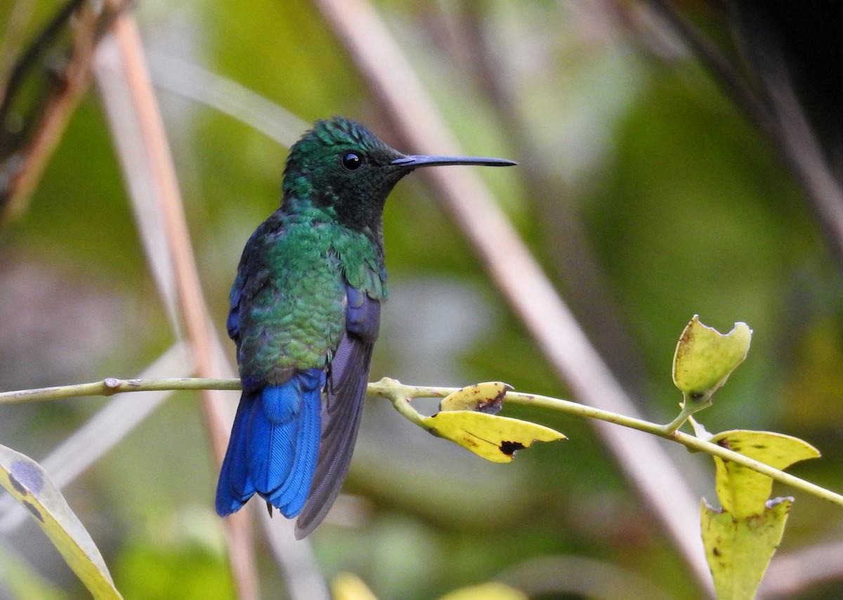 Steely-vented Hummingbird - ML24966761