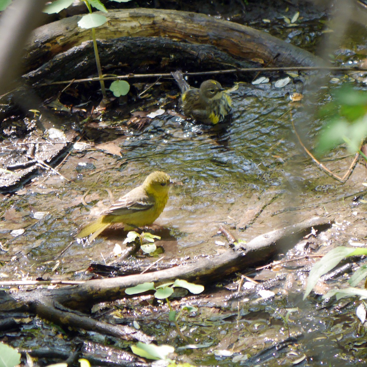 Orchard Oriole - ML249668681