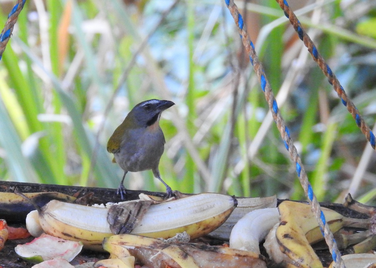 Buff-throated Saltator - ML24966891