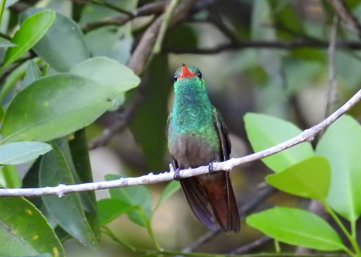 Rufous-tailed Hummingbird - Heidi Ware Carlisle