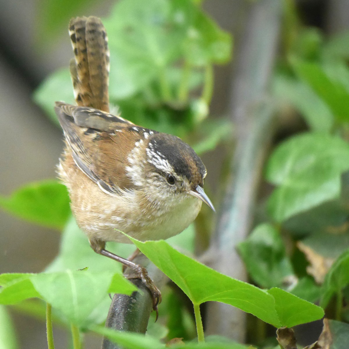 Marsh Wren - ML249669931