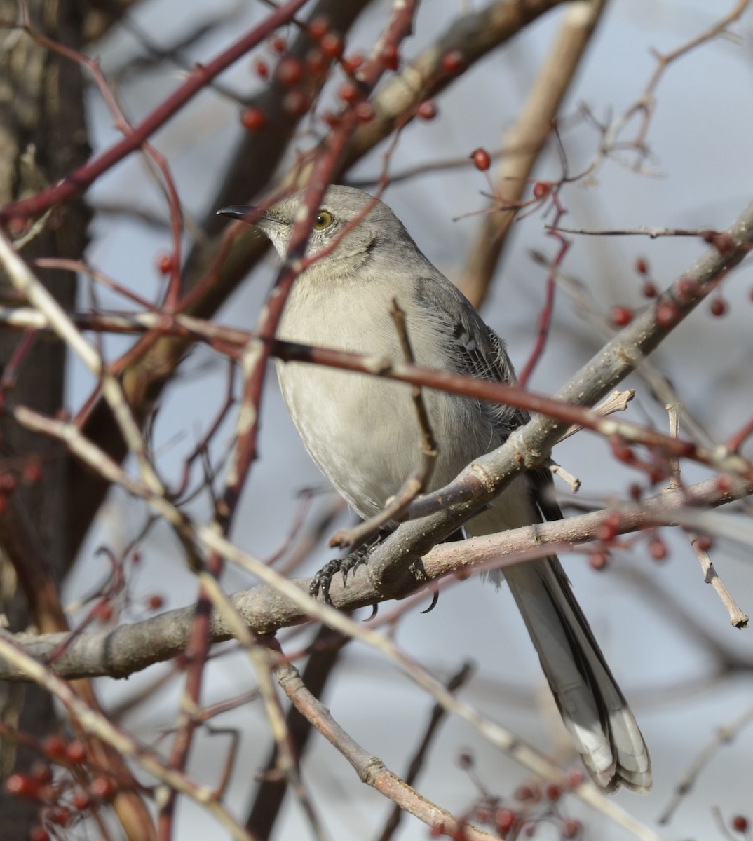 Northern Mockingbird - ML24967051