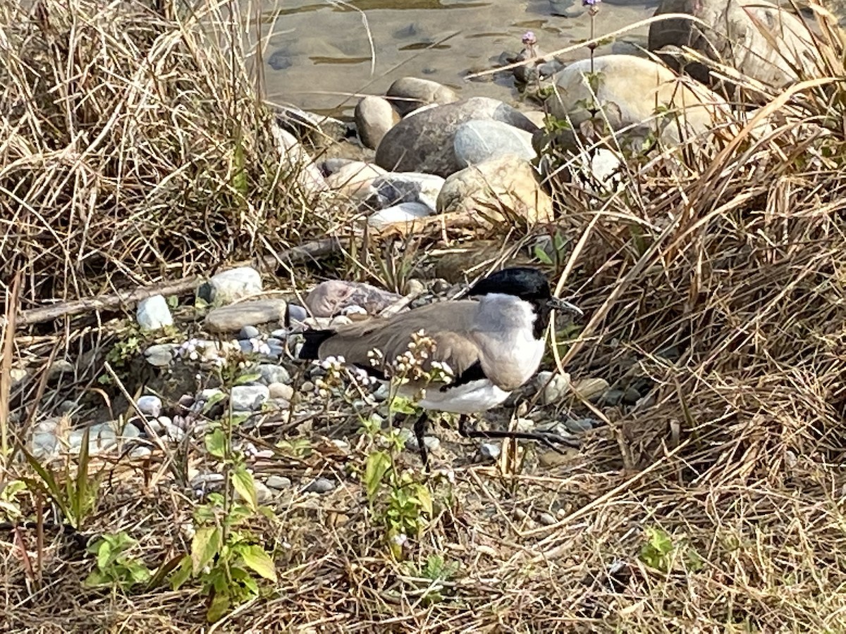 River Lapwing - Jim Rowoth