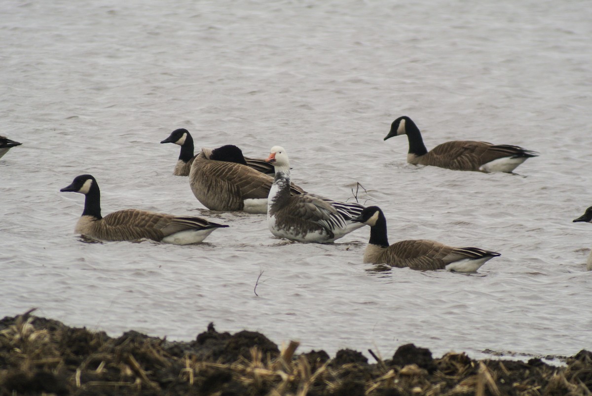 Snow Goose - Dale Bonk