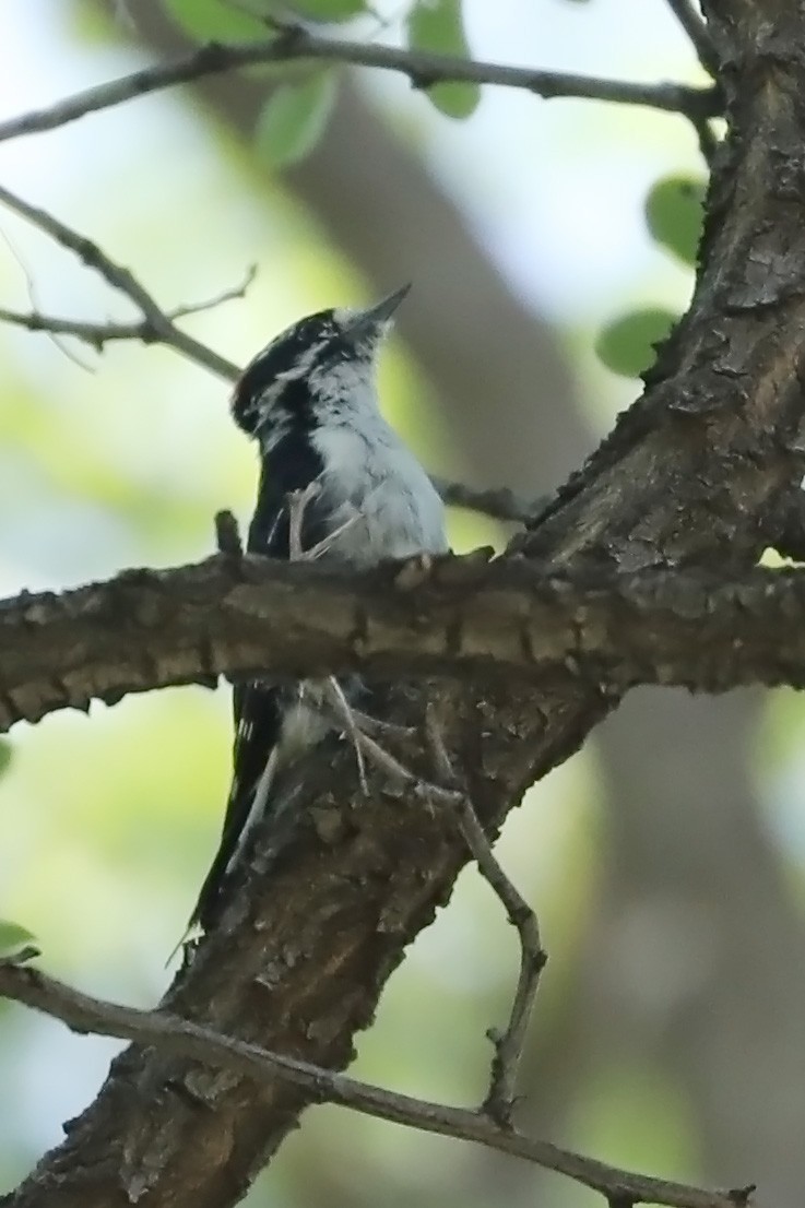 Downy Woodpecker - Andy Moore