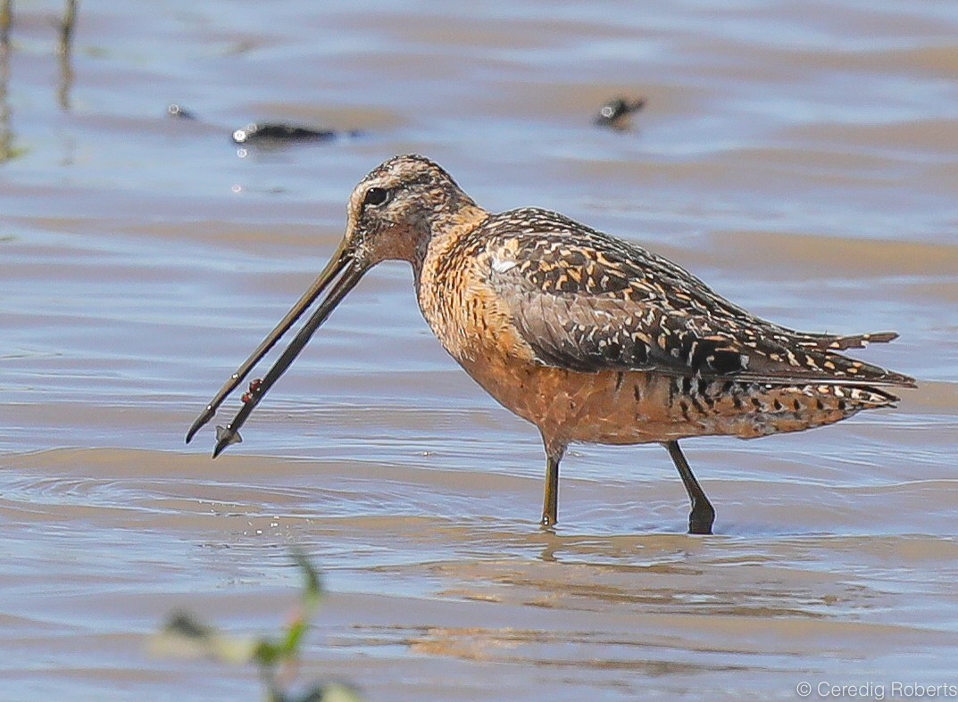 Long-billed Dowitcher - Ceredig  Roberts